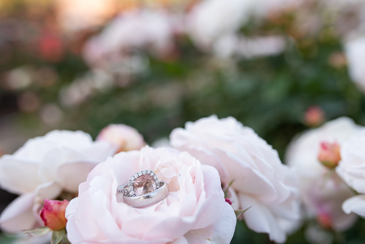 Wedding rings on roses at Heather Farm