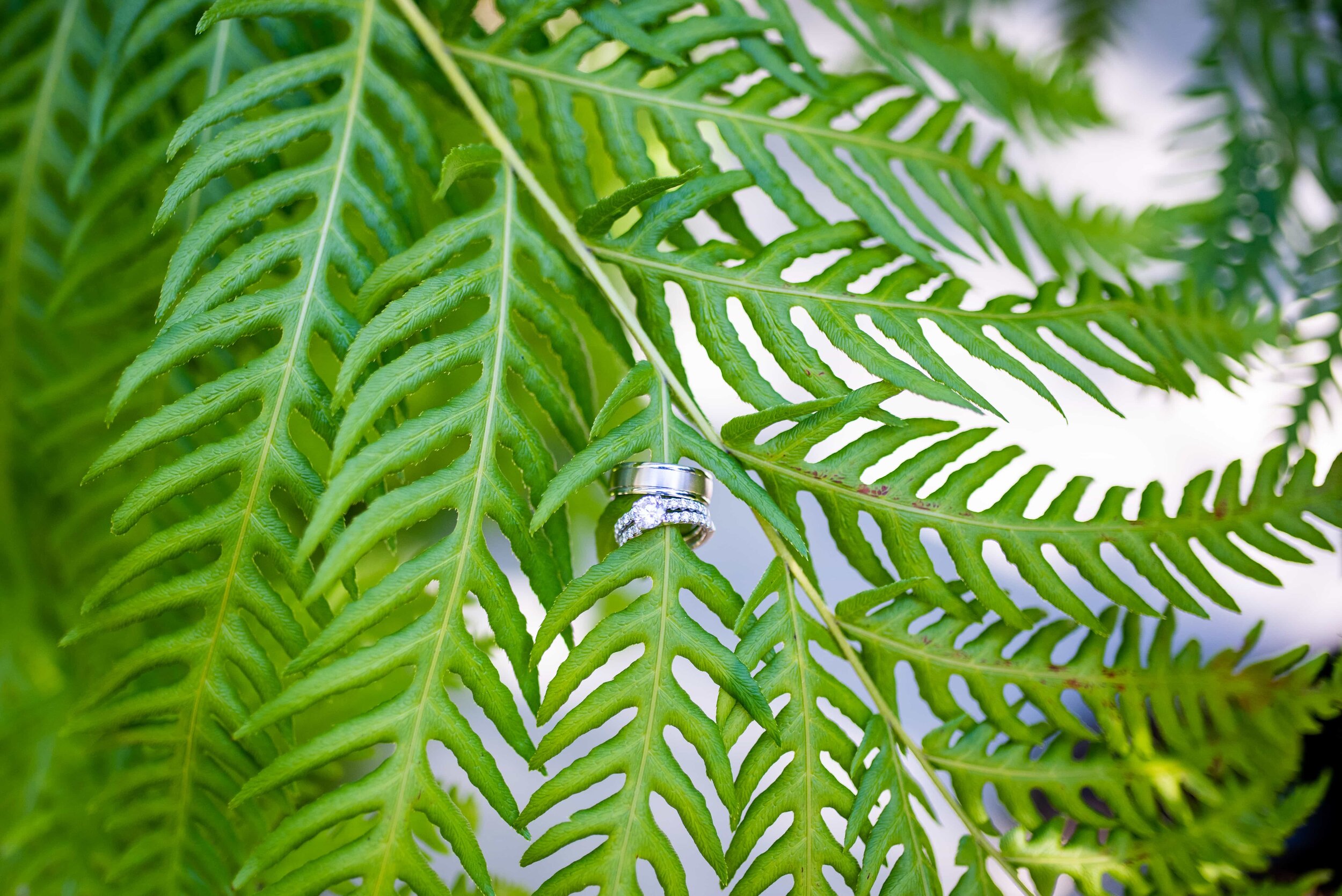 Detail of wedding rings on fern 