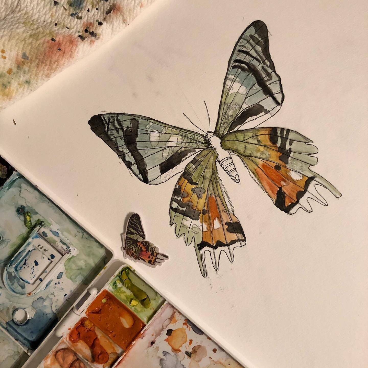 Working on a Madagascar Sunset Moth. 

What flora should go with it? Thinking a Swiss cheese monstera?