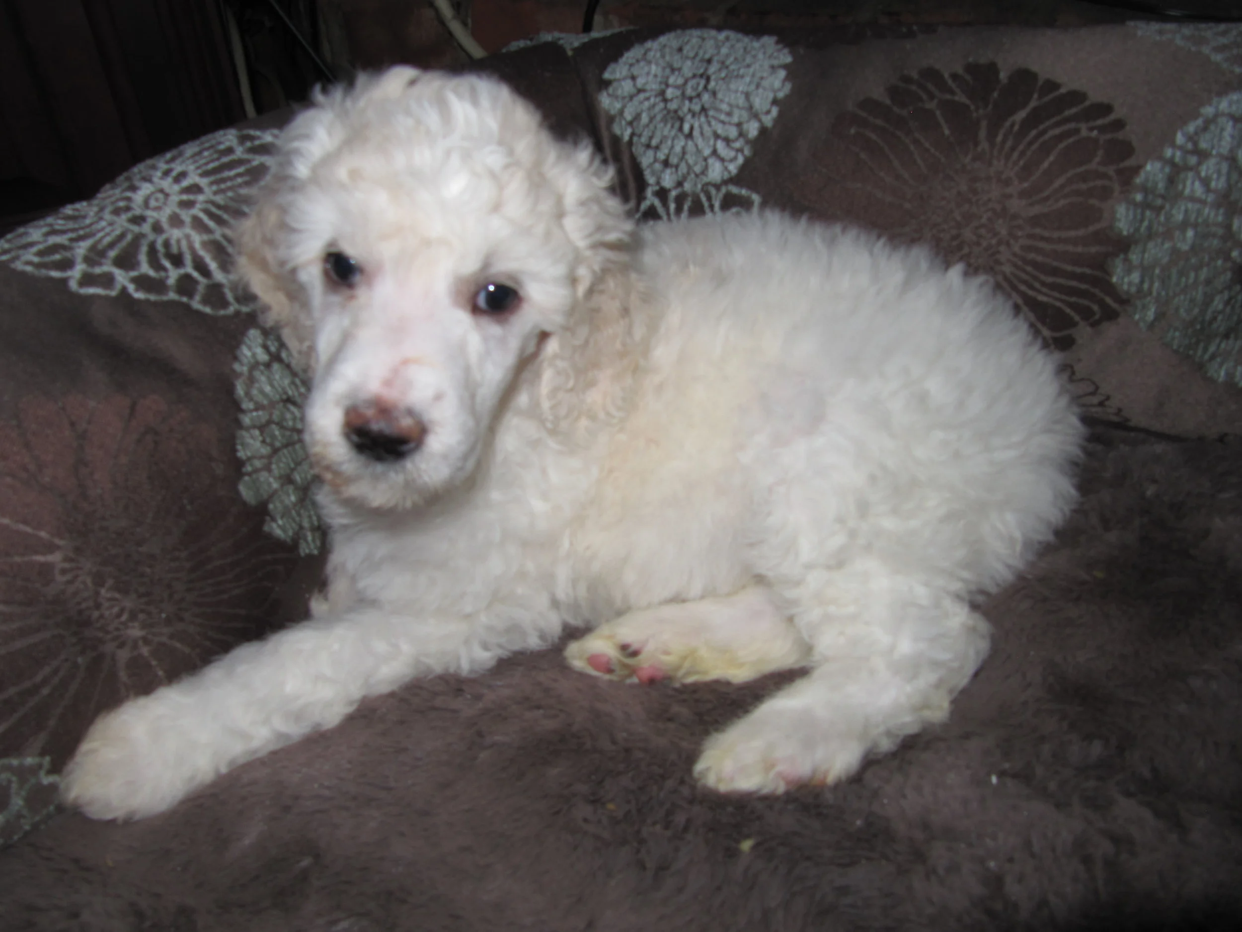 Sugaree's name is Vanna and she wiles in Las Vegas with her sister Eva and a whole passel of poodles