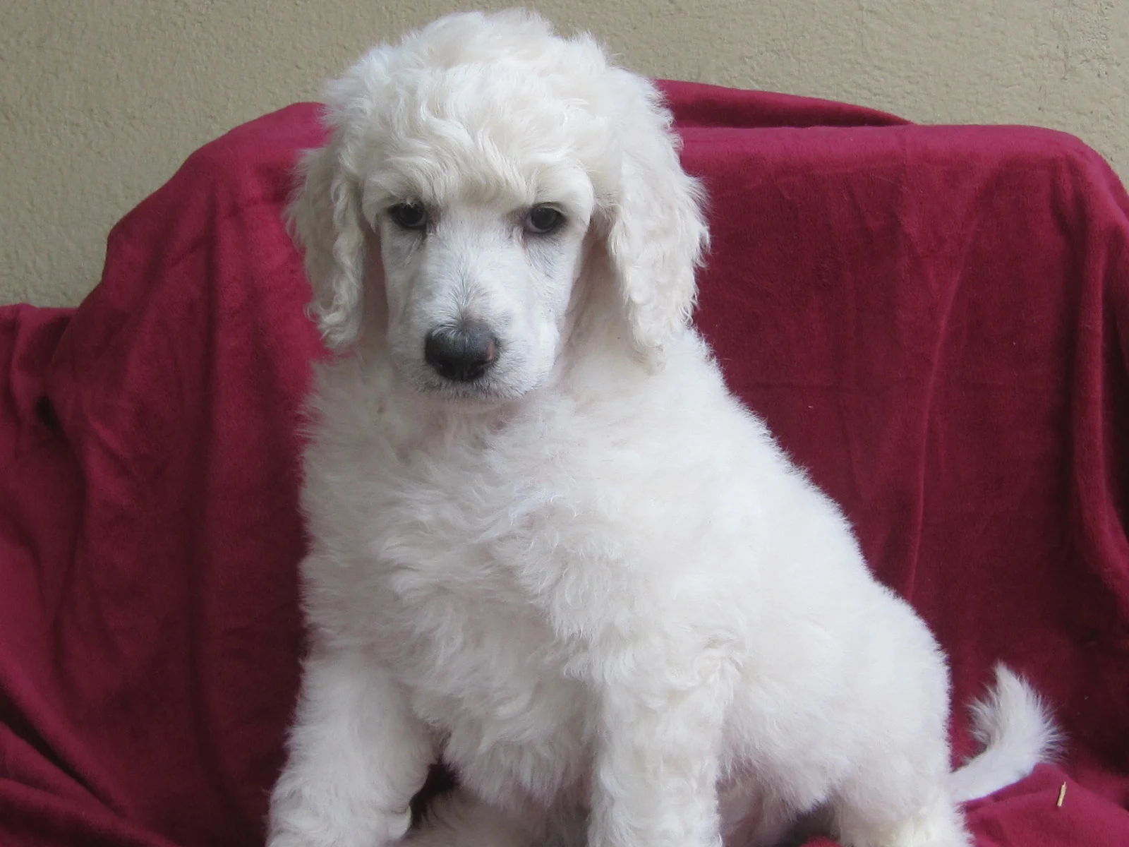 JoJo is now named Apollo and he lives with his sister Paisley in San Diego. Lucky boy!