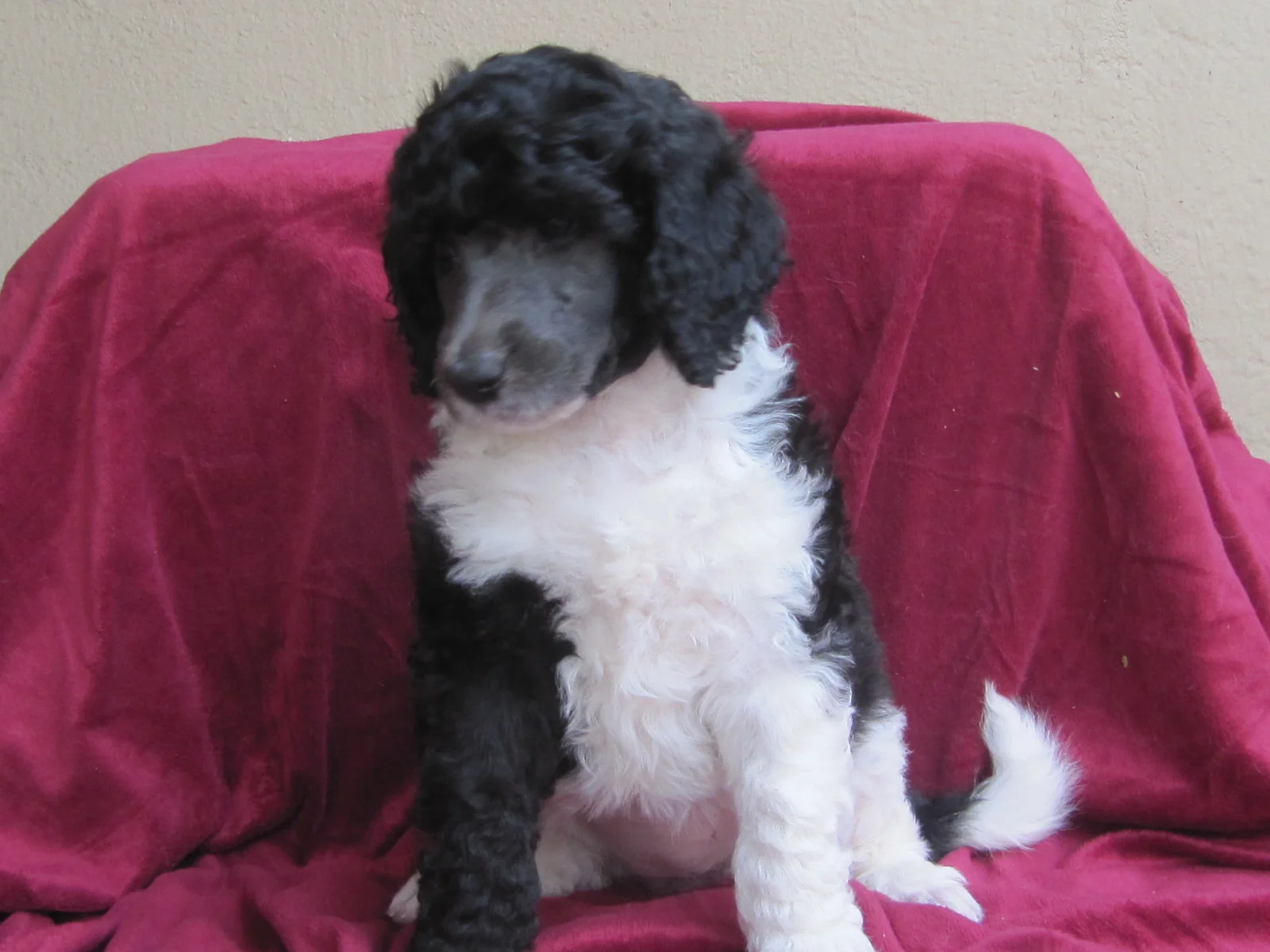 Sadie is Sadie May and she lives with a wonderful family in Modesto. She has a mini poodle sister..