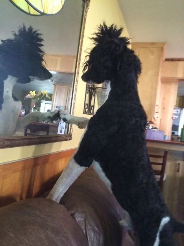 Rider loves himself in the mirror