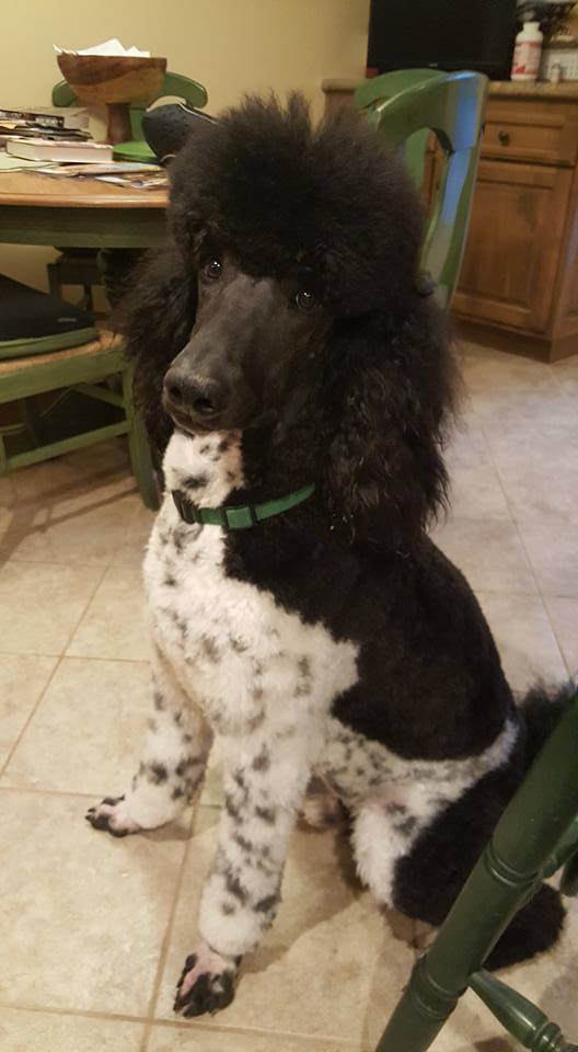 My wonderful big boy Jude is now a UKC champion. Congratulatons to him and his mom, Cathy Daviis