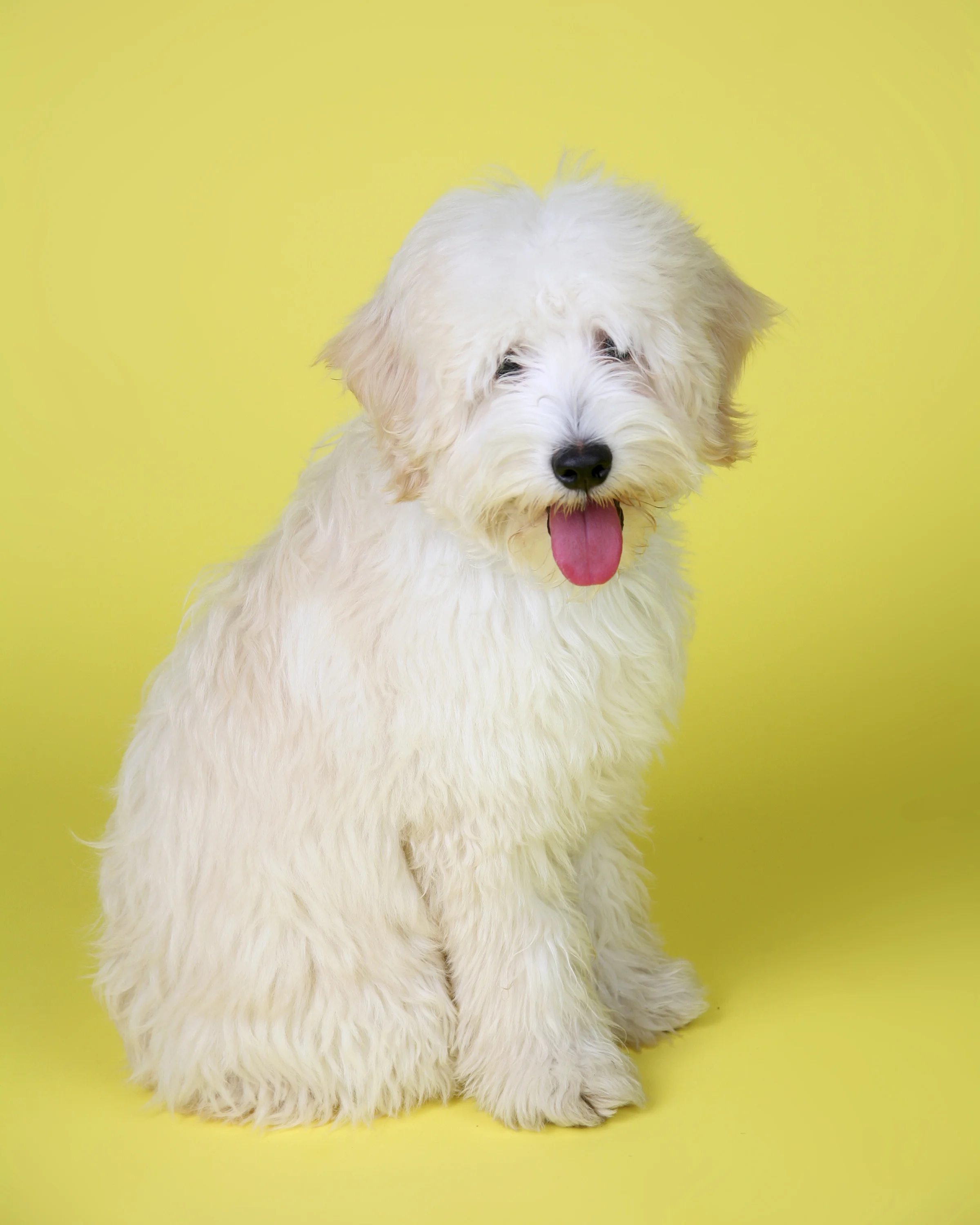 Evelyn, Animal Portraiture