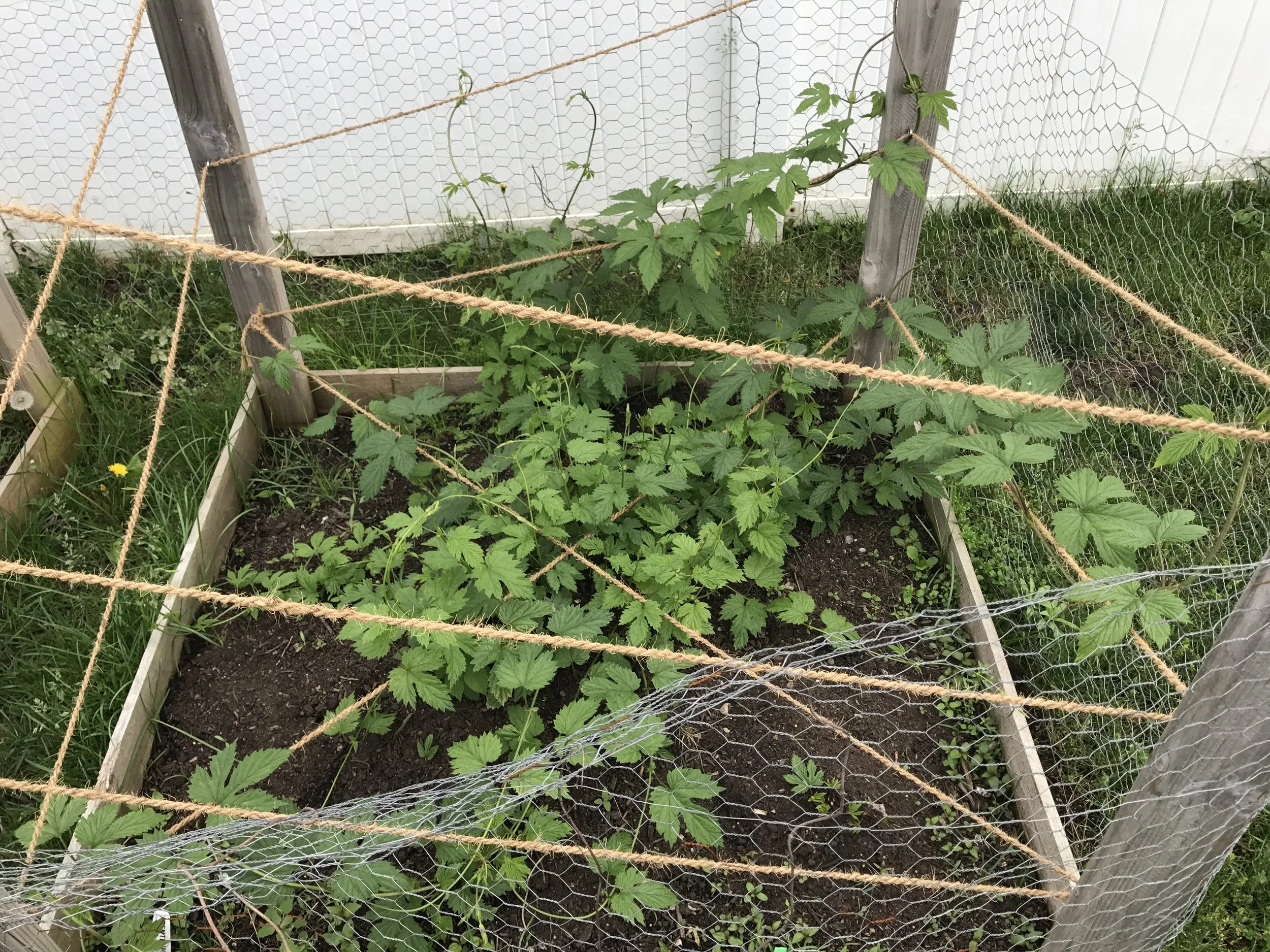 Hop Update 1 2017 Pic 3.JPG