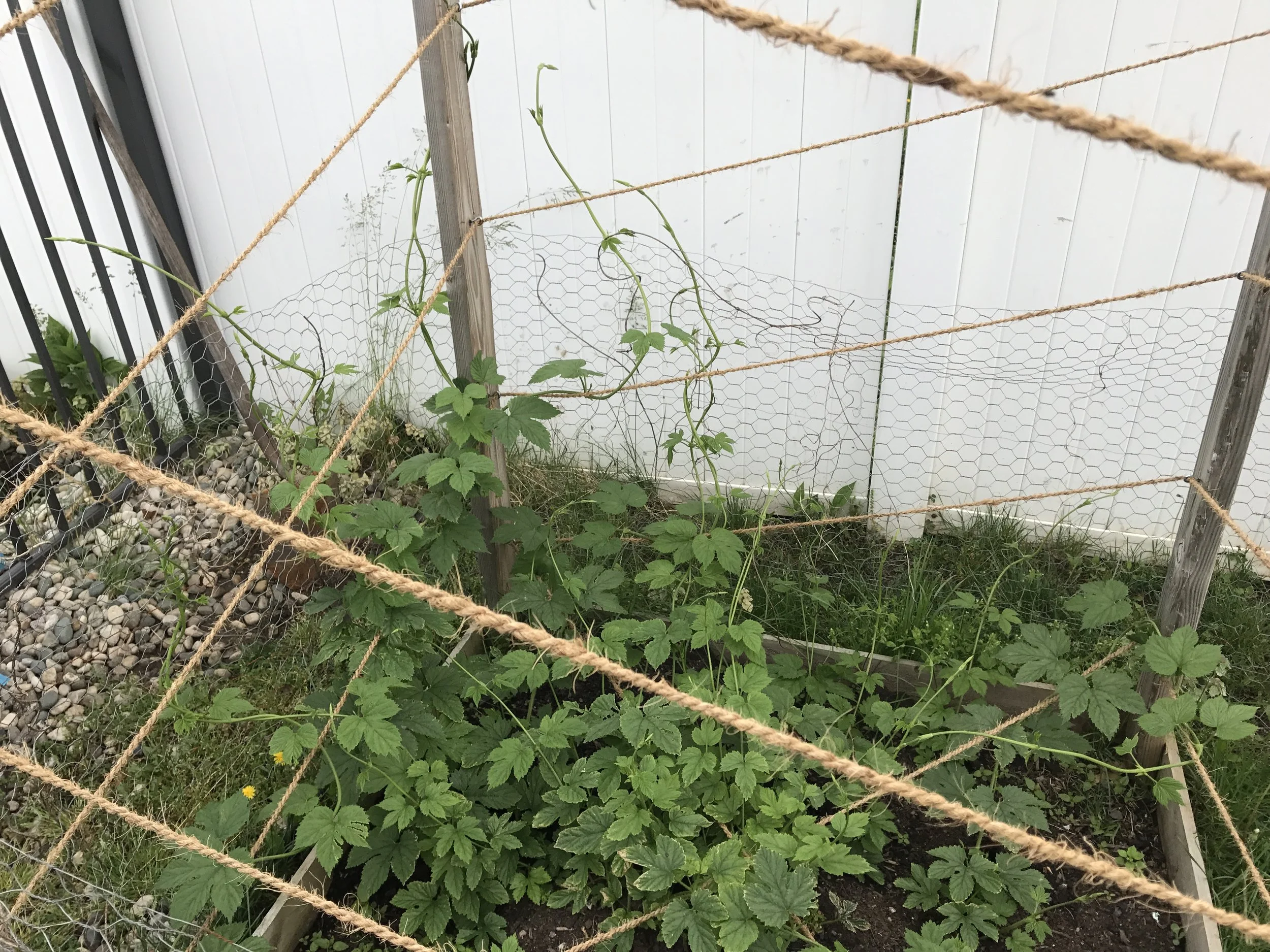 Hop Update 1 2017 Pic 6.JPG