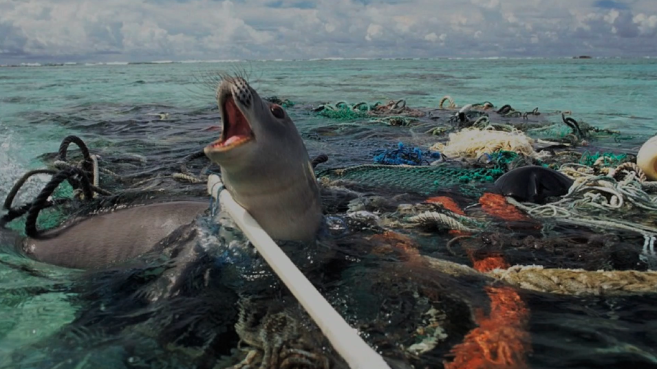  Seal trapped in ocean plastics | Photography by  Nels Israelson  