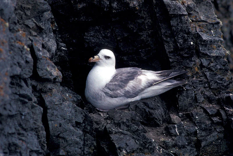 Photography from the U.S. Fish and Wildlife Service