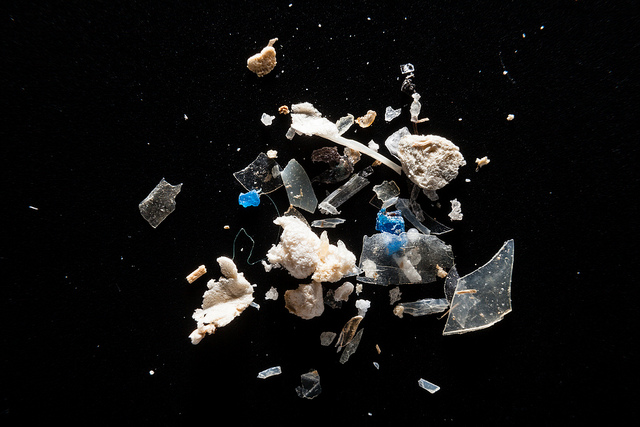 Microplastics from the Patapsco River 