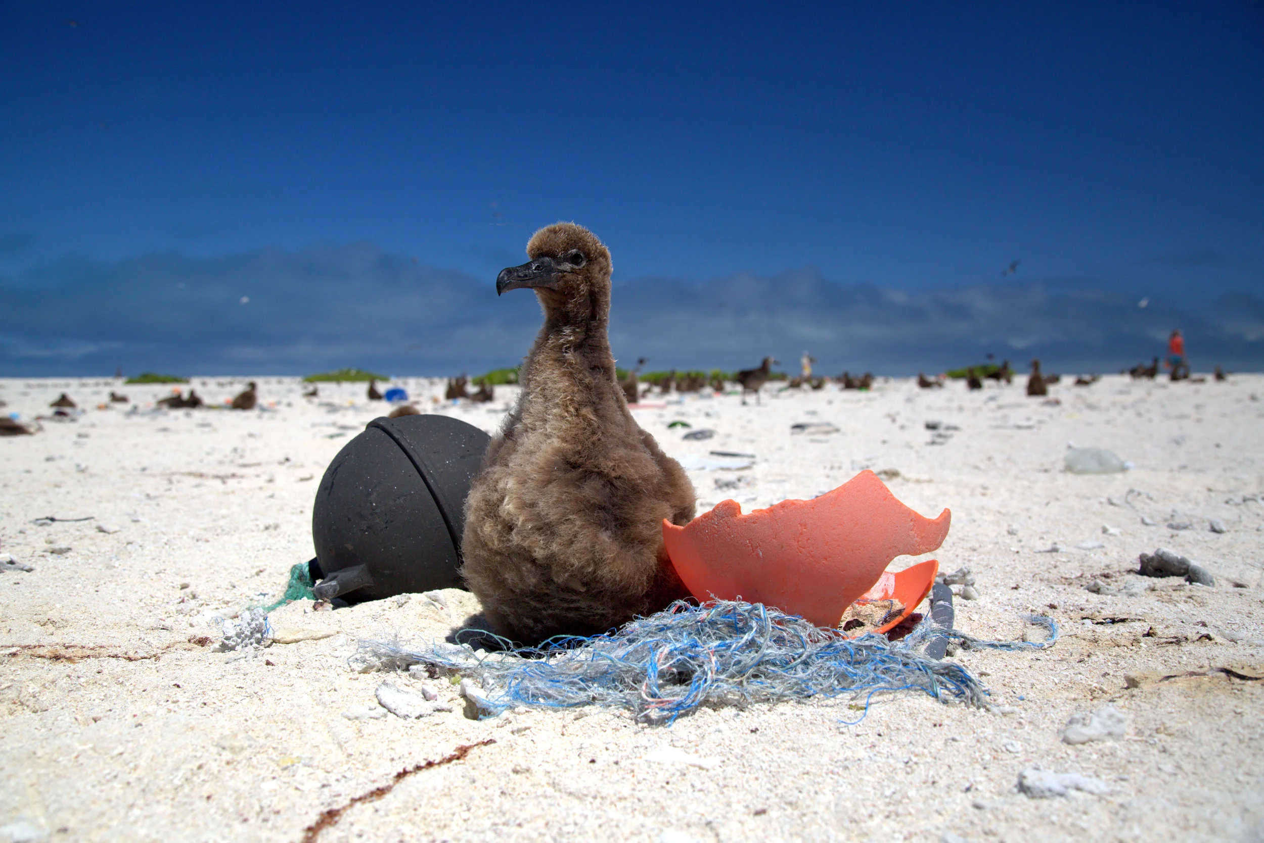 A Laysan Albatross chick rests on a small derelict fishing net. | Photo Credit: NOAA Coral Reef Ecosystem Program