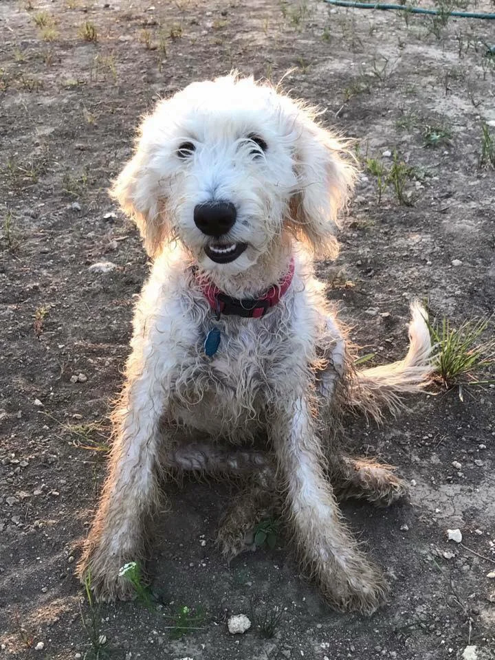 Lucy playing in the mud