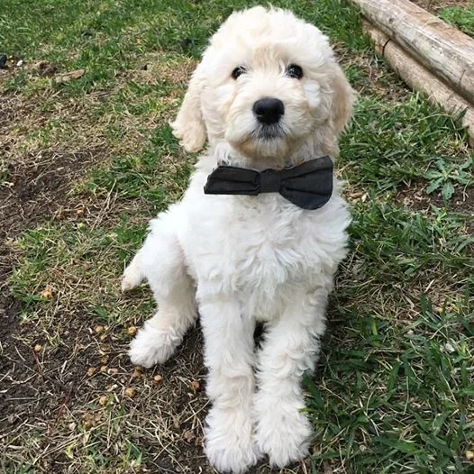 cute GD puppy add to page.jpg