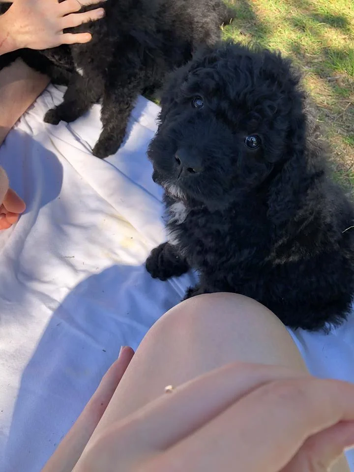 puppy 4.jpg