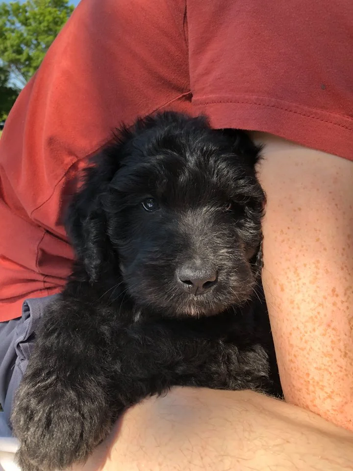 puppy 6.jpg