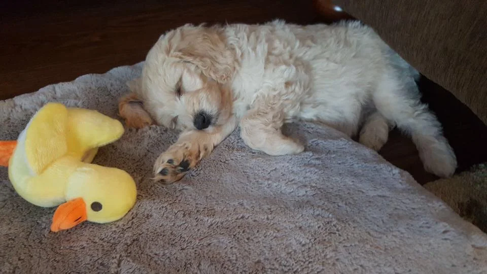 Sunny is loving her new home. sweet dreams.