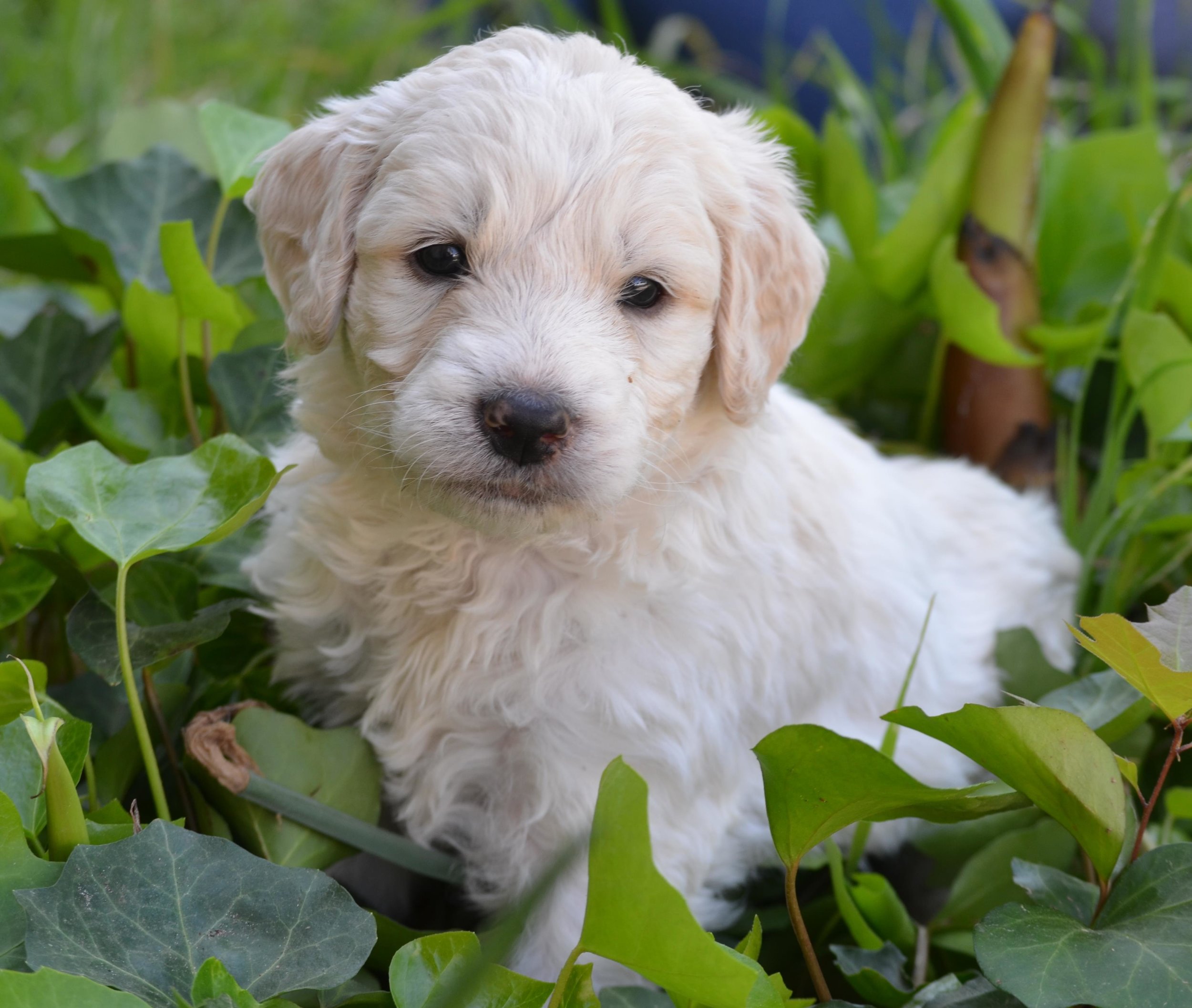 What is a Sheepadoodle? Are They Right for You?