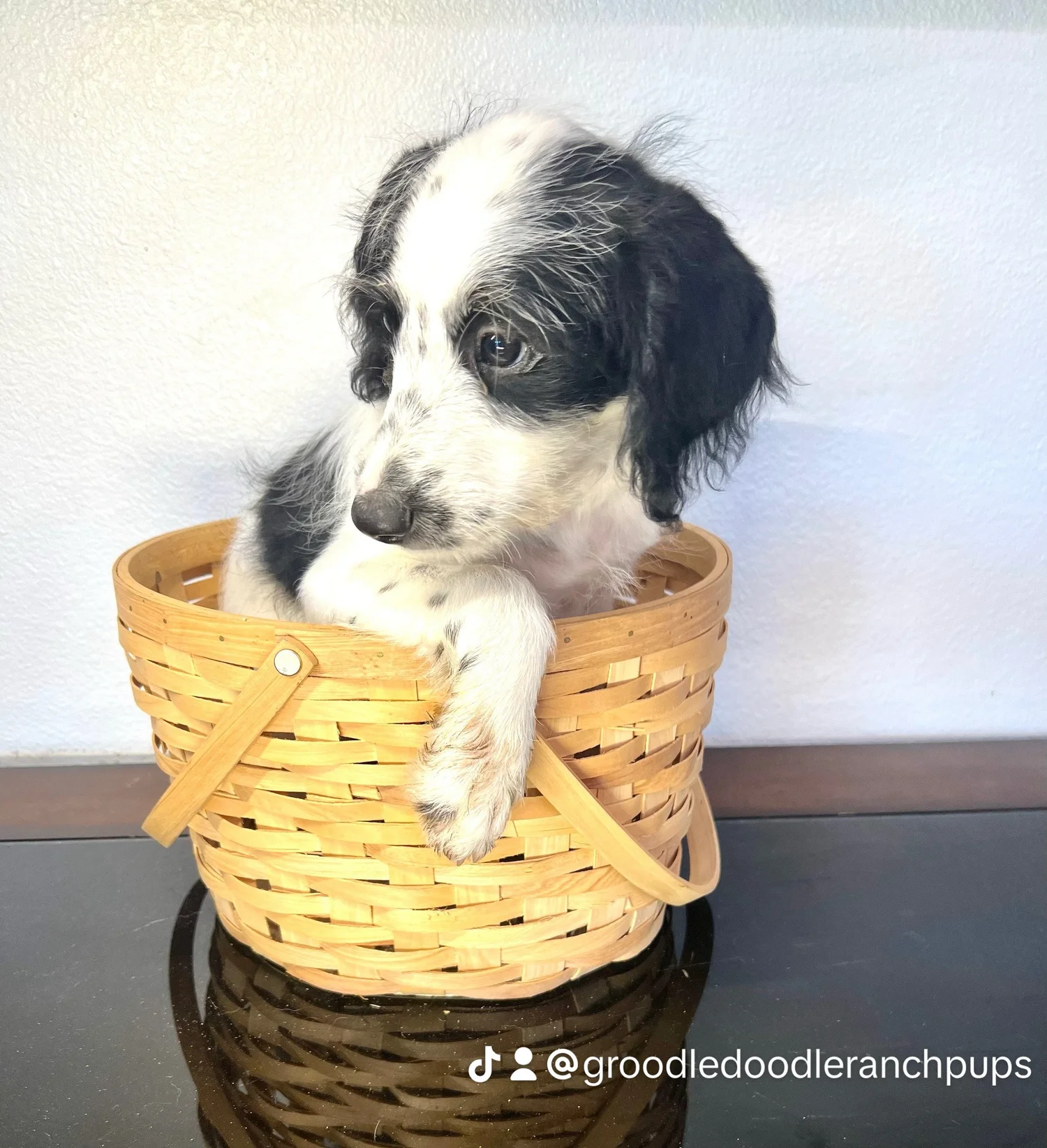 Golden Doodle puppies, Sheepadoodle Puppies, Cavapoo puppies in Fort ...