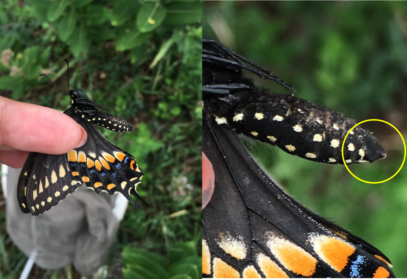 Male claspers in the Papilio genus (a swallowtail group) usually come to a point when closed. Here they are circled in yellow in Papilio polyxenes, commonly known as the black swallowtail. In the photo on the left, you can see I was actually out hunting for monarchs, note the blurry common milkweed at the top and my butterfly net.