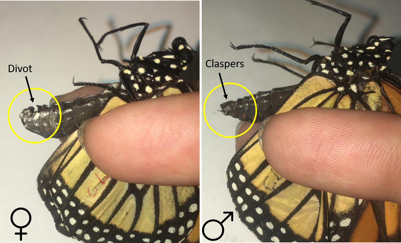 Female Versus Male Monarch Butterfly