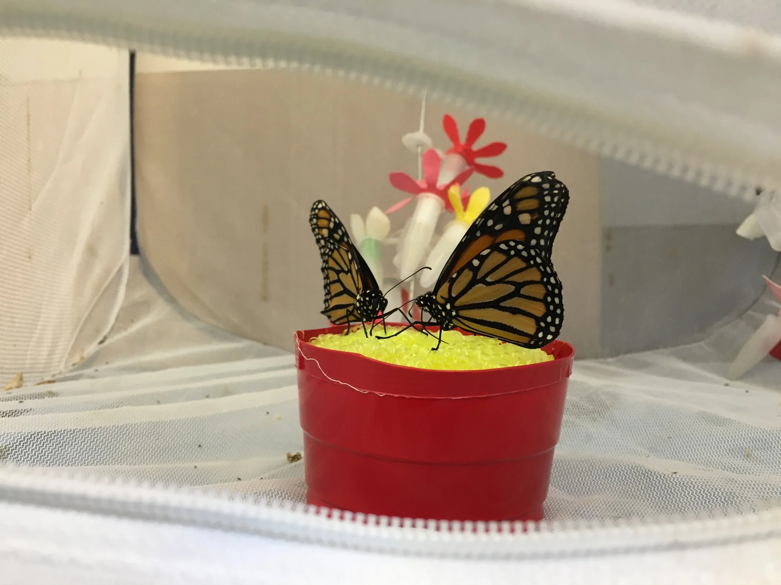 How To Feed Butterflies In Captivity With Artificial Feeders Blog