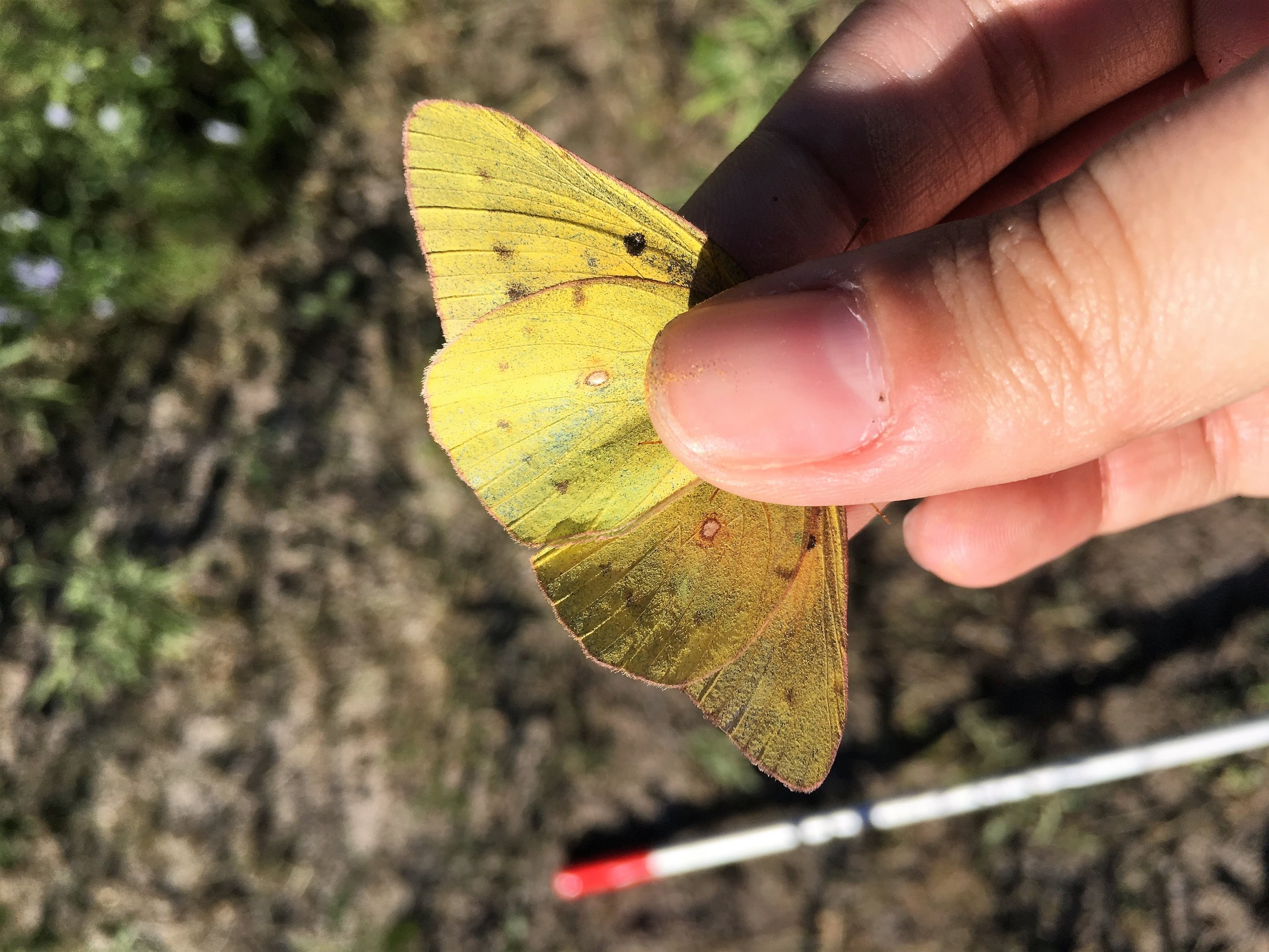 Alfalfa Sulfur, Colias eurytheme, ventral view