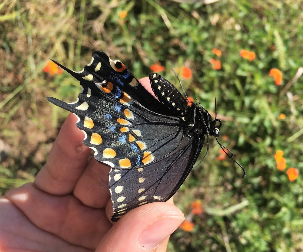 Black swallowtail, Papilio polyxenes, ventral view