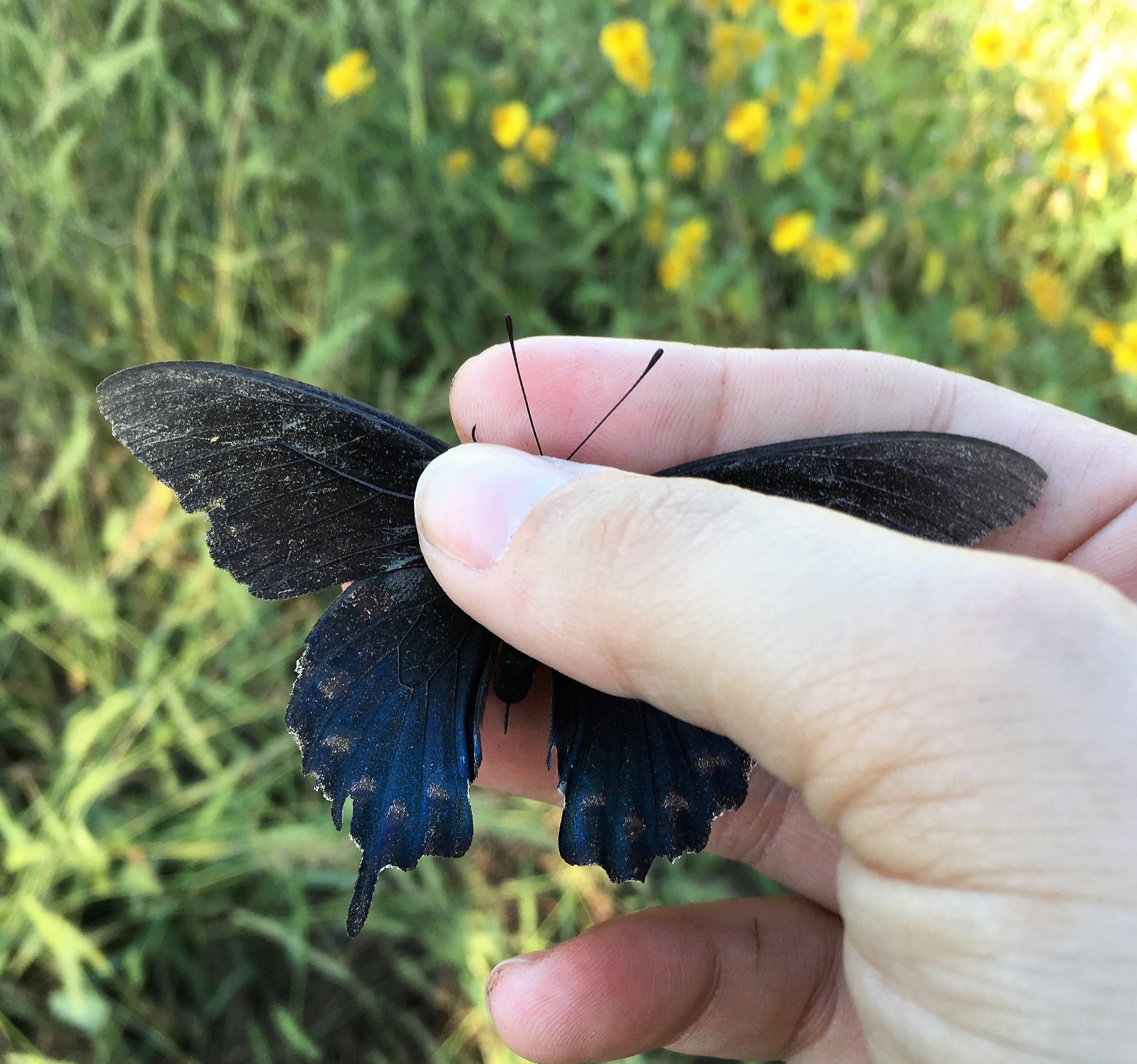 Pipevine Swallowtail, Battus philenor, dorsal view