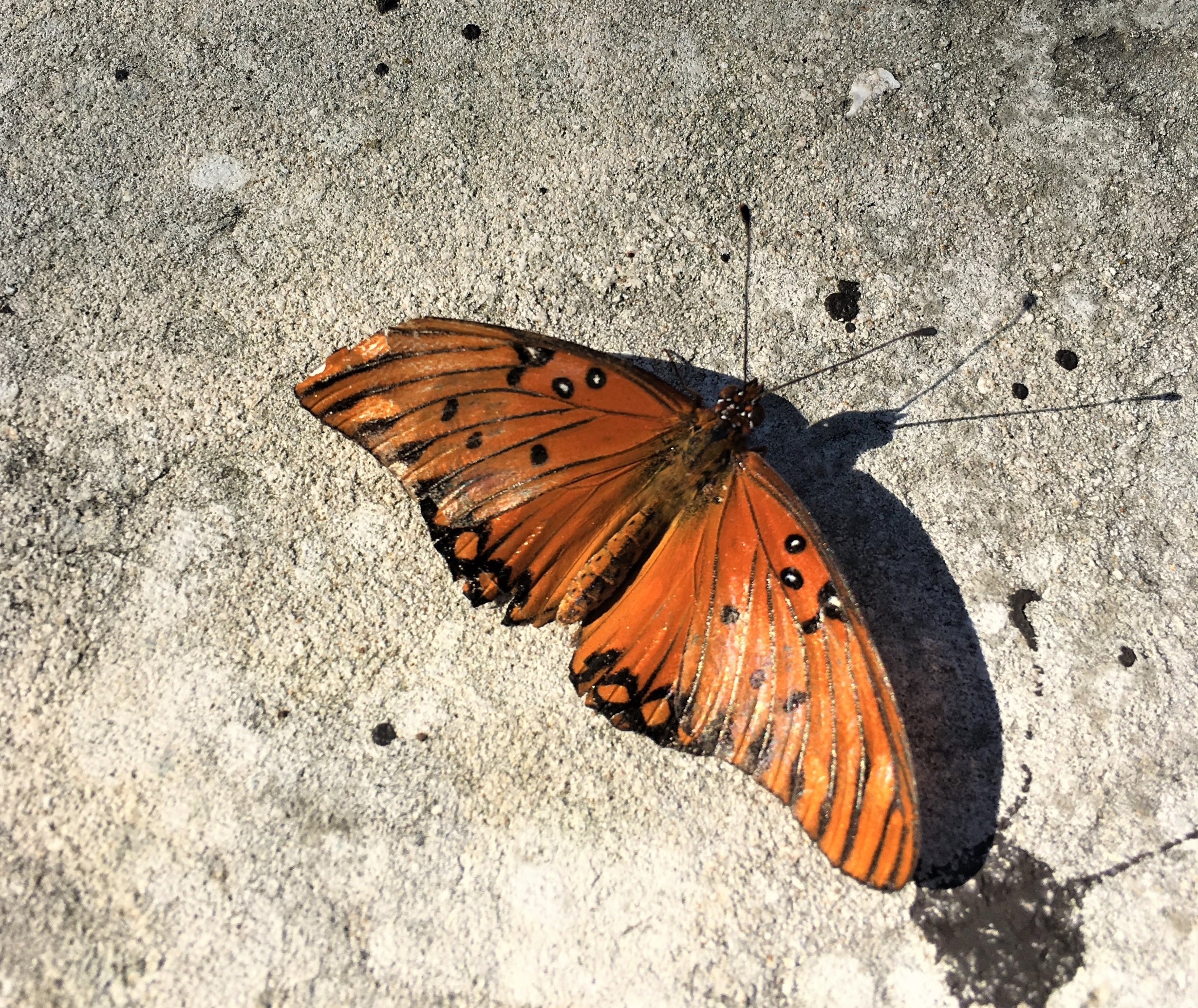 Gulf Fritillary, Agraulis vanillae, dorsal view