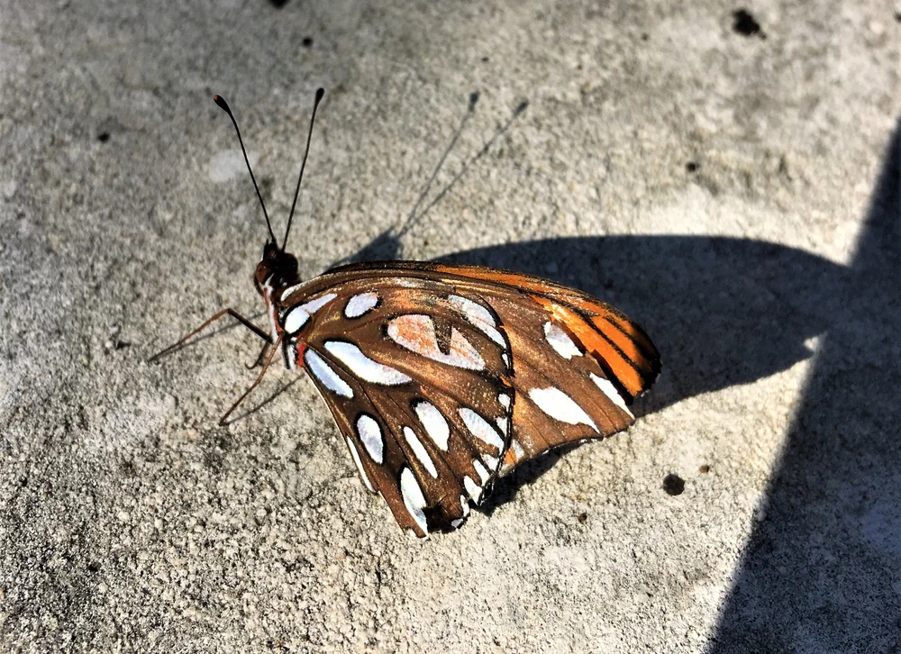 Gulf Fritillary, Agraulis vanillae, ventral view