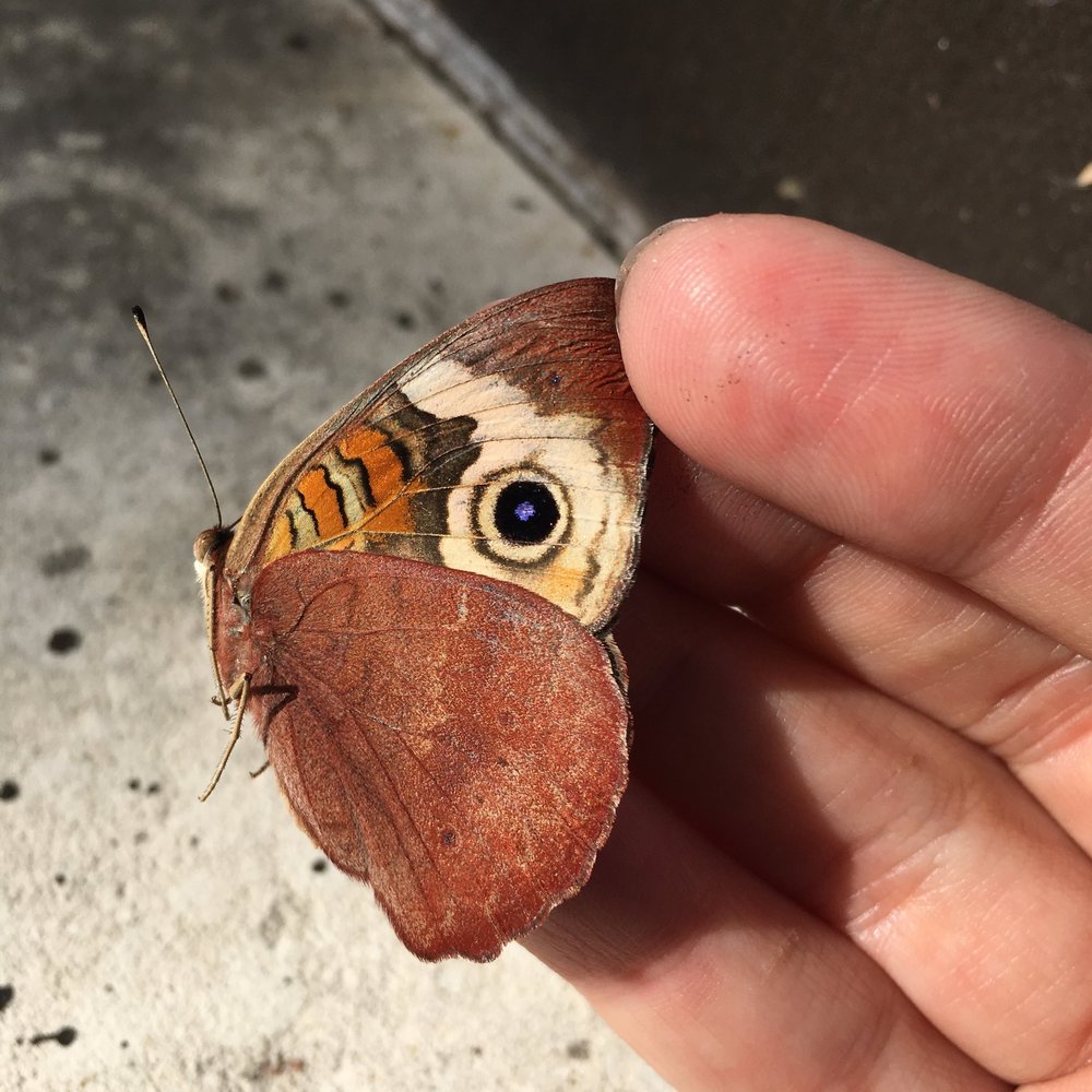 Buckeye, Junonia coenia, ventral view