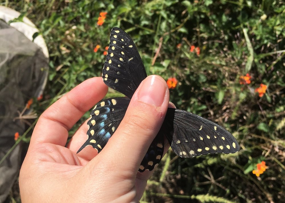 Black Swallowtail, Papilio polyxenes, dorsal view