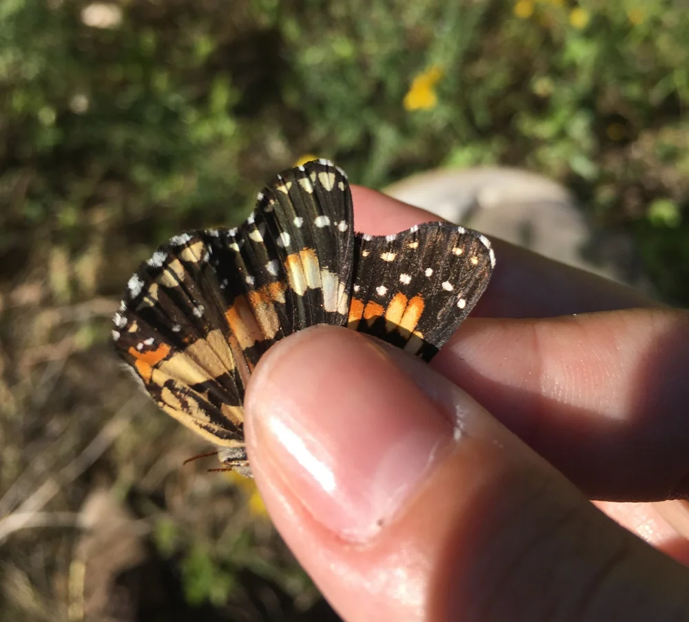 Bordered Patch Butterfly, Chlosyne lacinia, ventral view