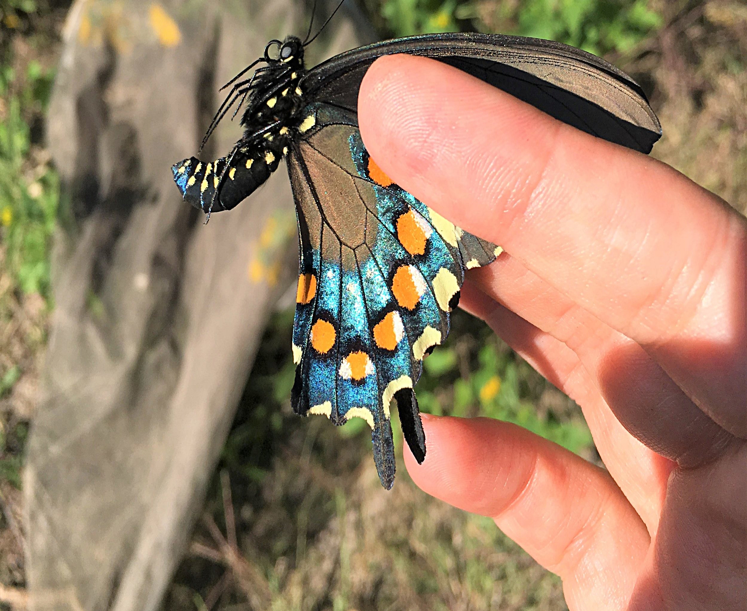 Pipevine Swallowtail, Battus philenor, ventral view