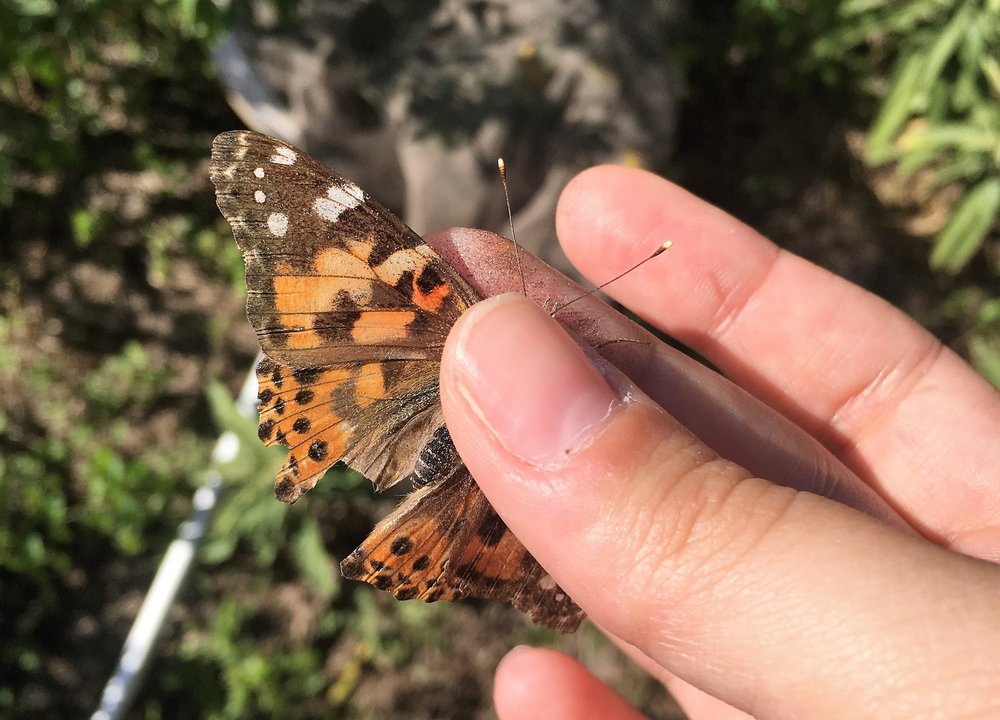 Painted Lady, Vanessa cardui, dorsal view