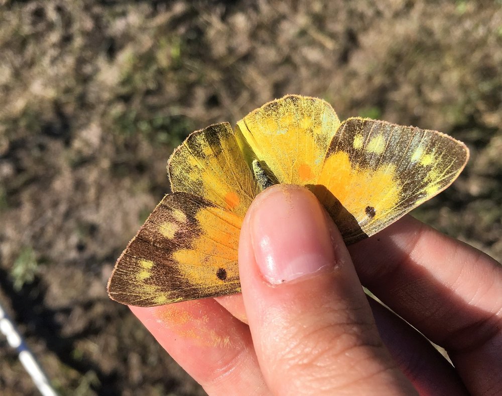 Alfalfa Sulfur, Colias eurytheme, dorsal view