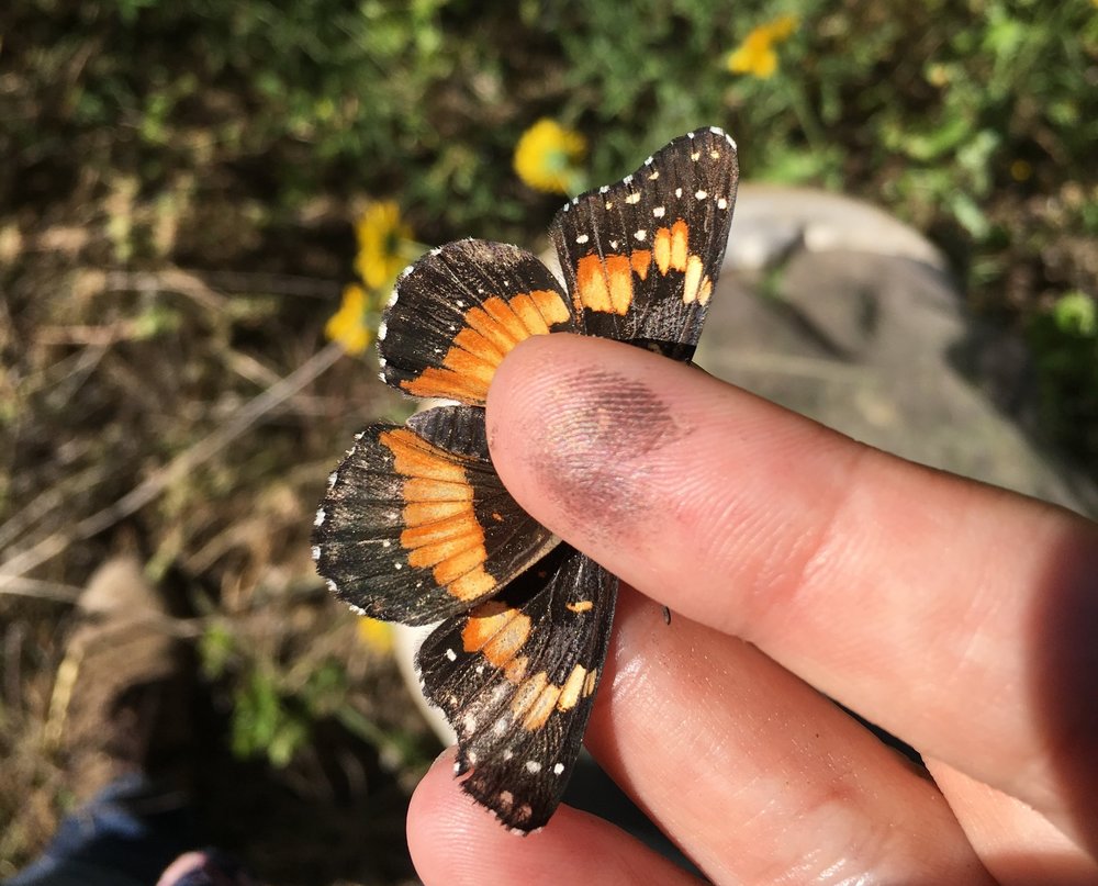 Bordered Patch Butterfly, Chlosyne lacinia, dorsal view