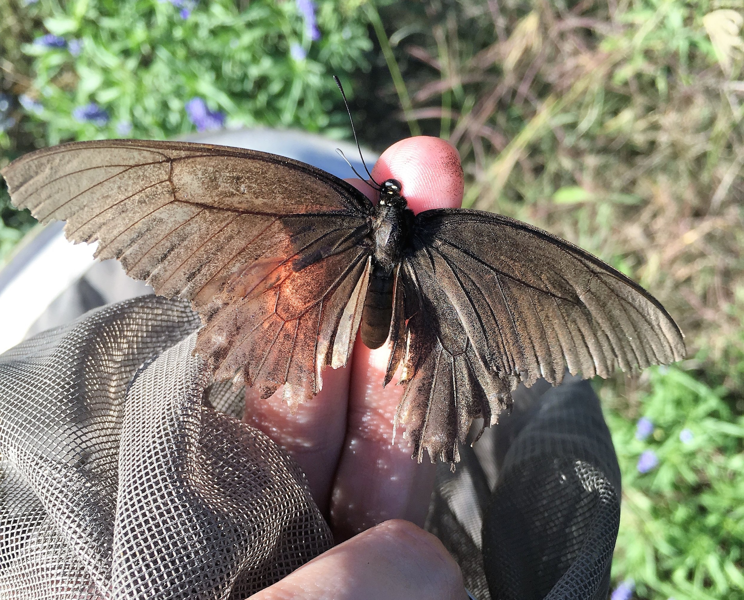 Unknown Swallowtail, dorsal view