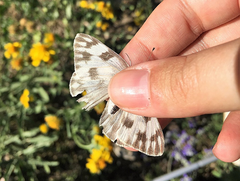 Checkered white, Pontia protodice, dorsal view