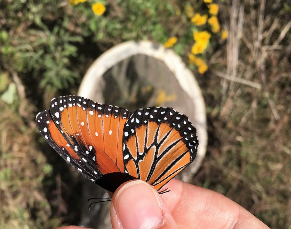 Queen Butterfly, Danaus gilippus, ventral view