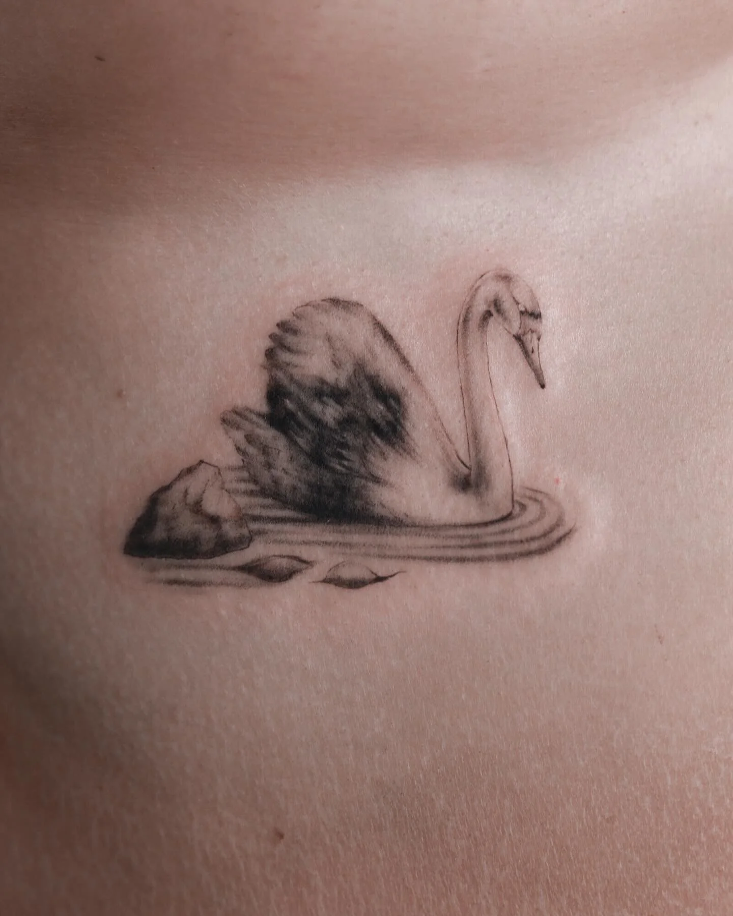 Covering the past 🦢
.
.
.
.
.
.
.
.

#tattoocoverup #finelinetattoo #gradienttattoo #blackandgreytattoo #swanink #tattootransformation #coveruptattooartist #subtletattoo #softshading #tattoorework #minimalink #delicatetattoo #realistictattoo #tattoo