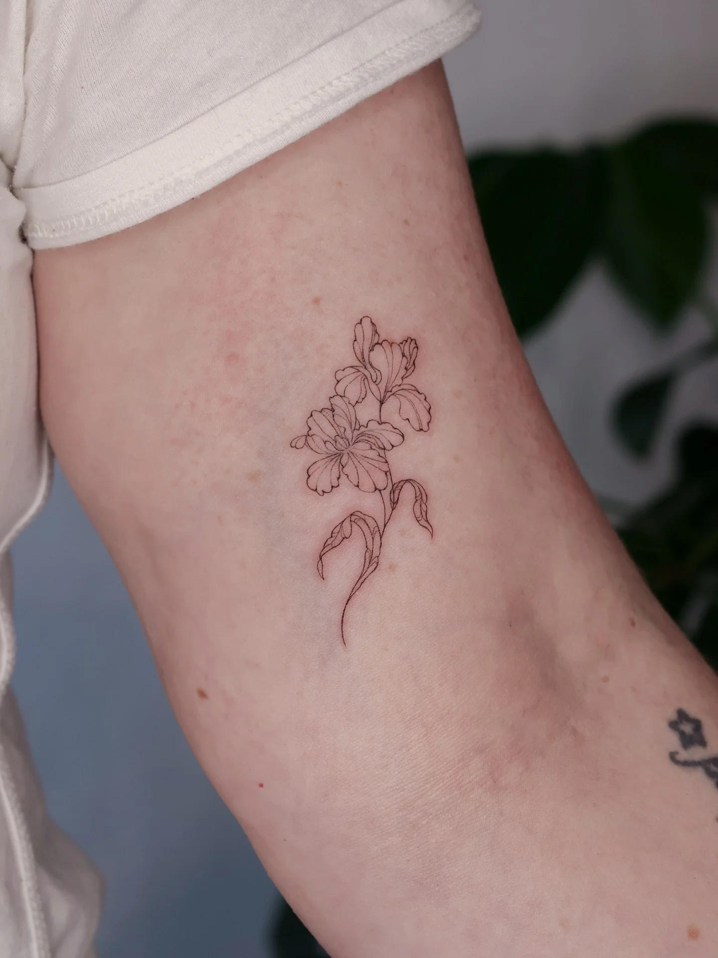 Irises for Casey ❤️&zwj;🩹 I&rsquo;m always deeply honored to make memorial pieces. It&rsquo;s always a joy to be able to captivate the essence and memory of those dear to my clients.

Done at @nicetattooparlor with @yesneedle 

My books are currentl