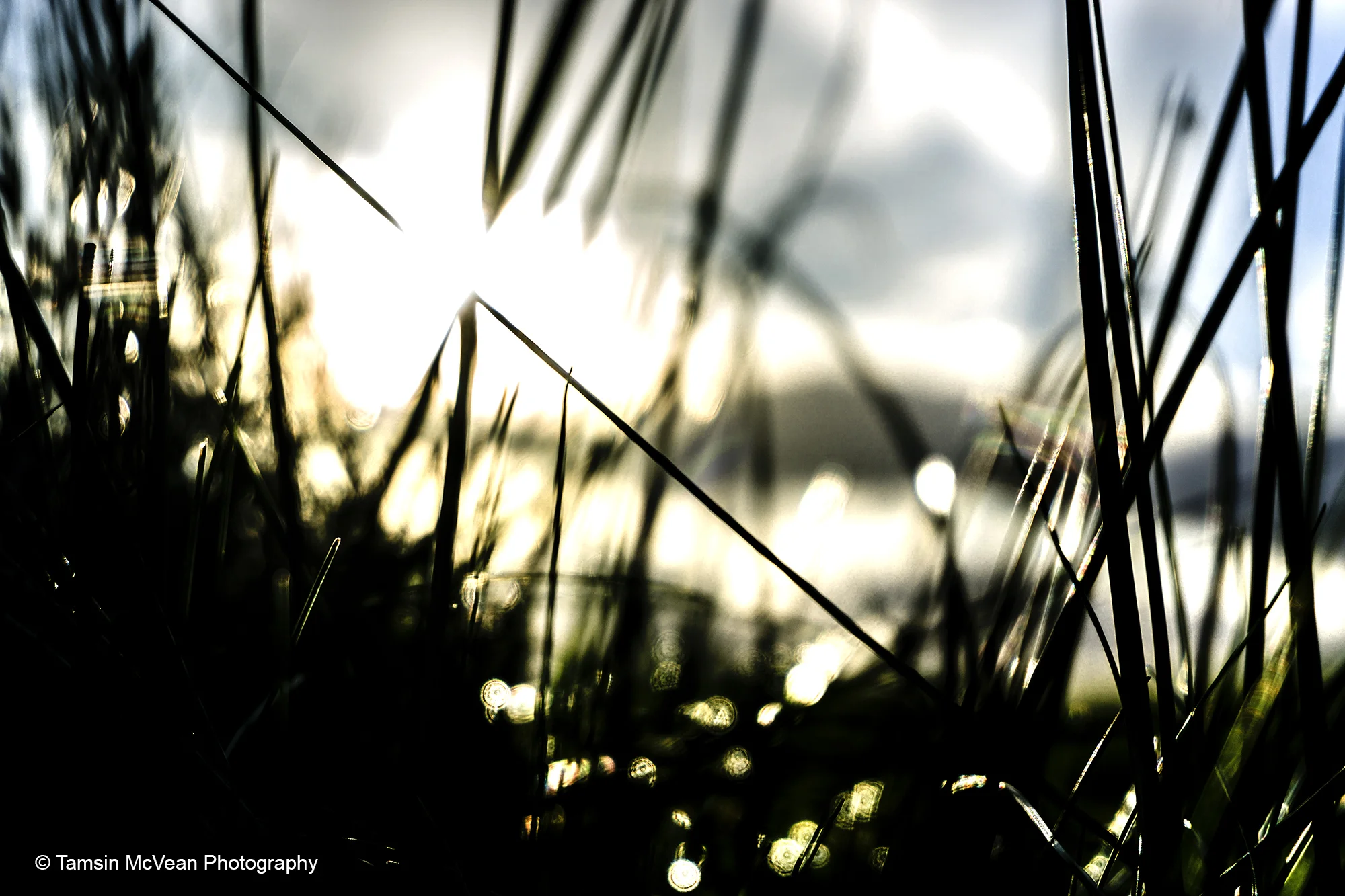 dragonsunreeds10.04.17-DSC04209ed1web2k72dpi copy.jpg