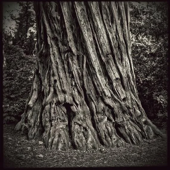 Redwood Tree 1.jpg