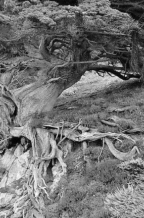 Cypress Tree (2).jpeg