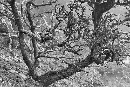 Cypress Tree 2 (2).jpeg