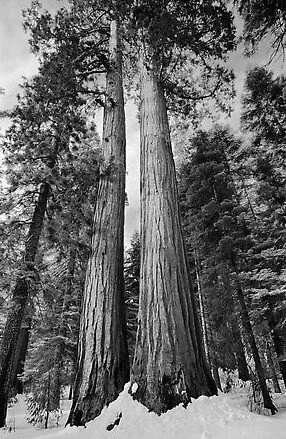 Redwood Tree 2 (2).jpeg