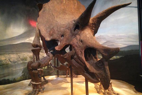 GC Science Museum Triceratops.jpg