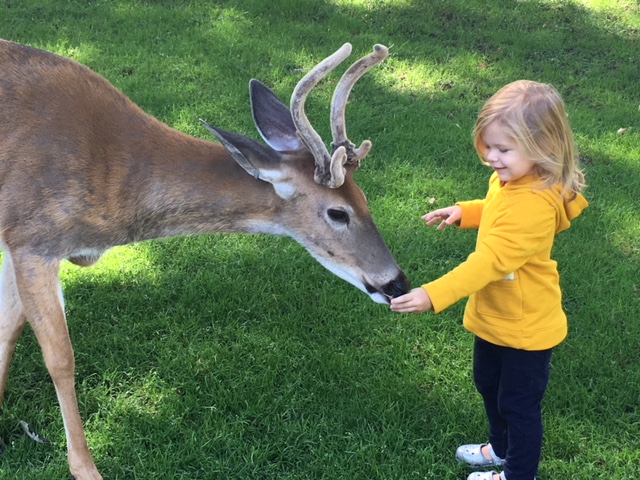 GrandyCamp Fawn Doe Rosa2.JPG