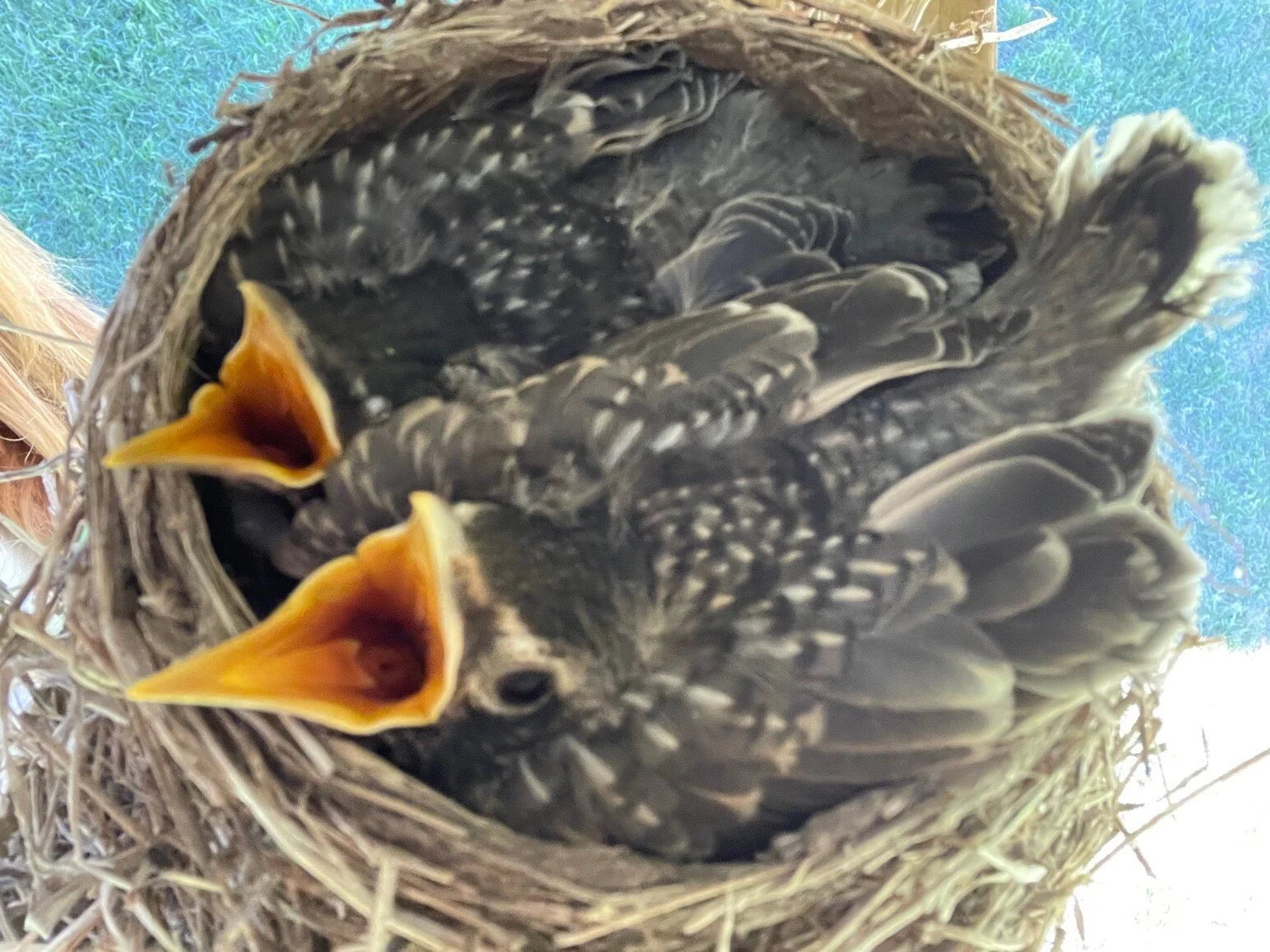 For the Birds! Birding and Building Bird Love with Kids and Grandkids, with Favorite Bird Books, of course!